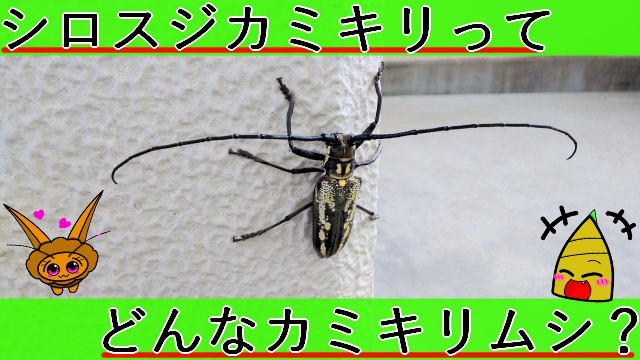 Thumbnail of post image 121